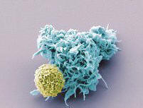 S pomocí virů je lidstvo vedeno nosem