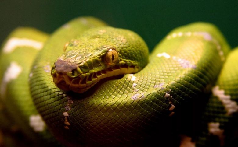 Největší hadi chycení na videokameře