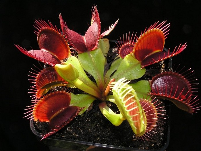 Nejneobvyklejší květiny na světě