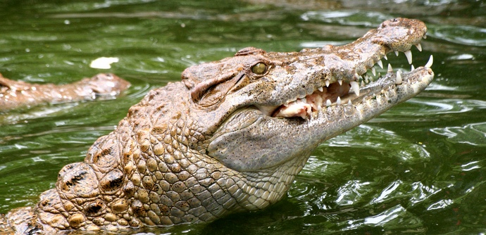 Nejnebezpečnější zabijáci člověka