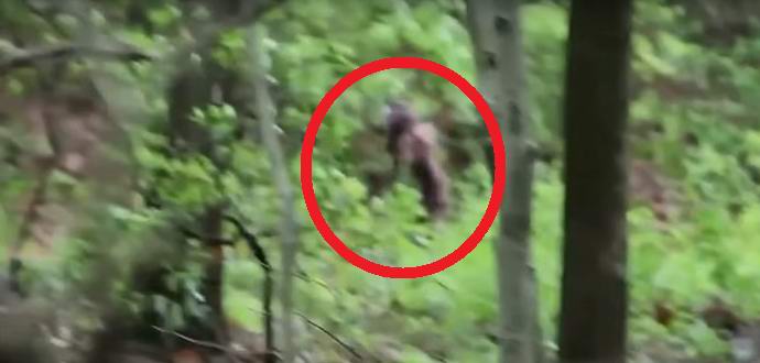 Yeti žena s mládě spadla do objektivu kamery vědce