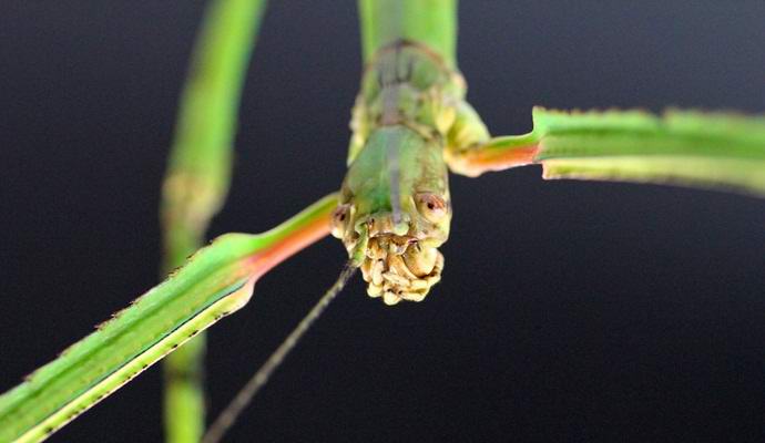 Největší hmyz na světě se před lidmi skrýval po staletí.