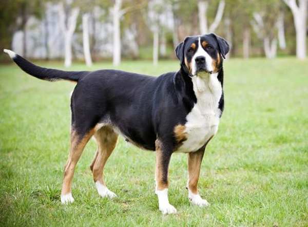 znamení zasáhnout psa v autě 