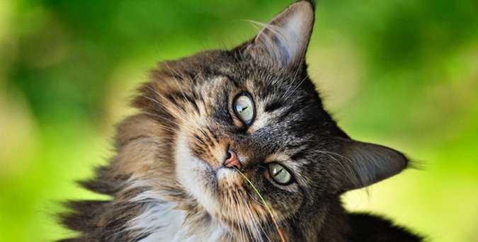 Dnes je Světový den koček