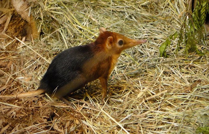 Zub: Živé fosilní planety
