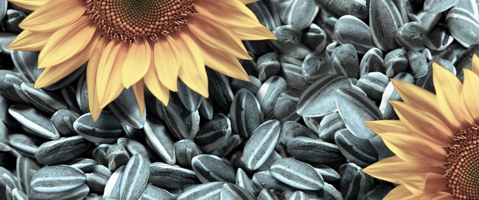 Kliknutí semen je oblíbenou ruskou zábavou