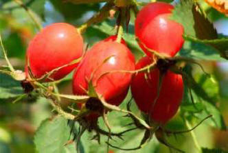 Rosehip zmírňuje bolest, vědci dokázali