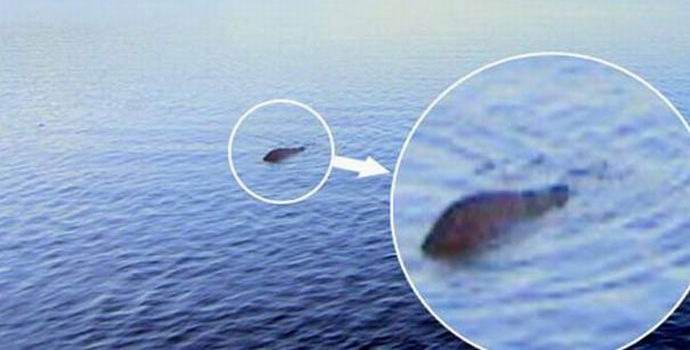 Skot po čtvrt století lovil sumce místo monstra Loch Ness.