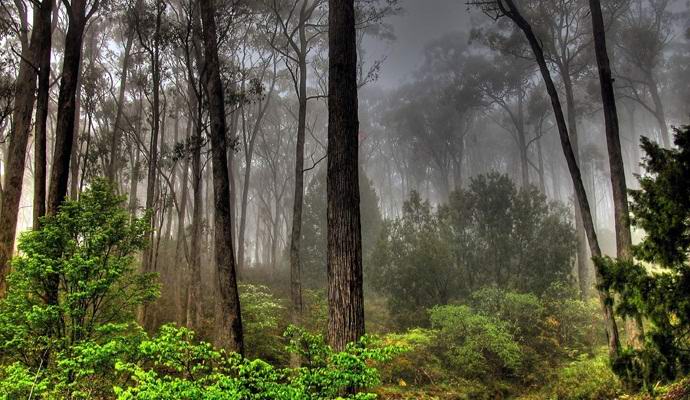Skot fotografoval humanoidní humanoid v lese