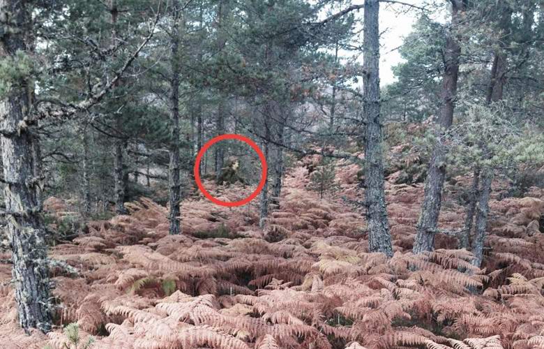 Skotská žena fotografovala Smrt v lese