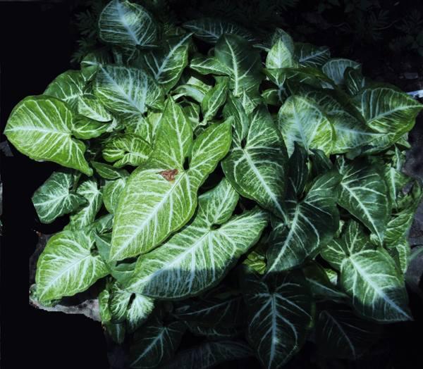 syngoniová znamení a pověry 