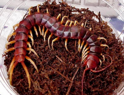 Obří scolopendra je největší stonožka na planetě.