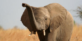 Pamatují si sloni na všechno?