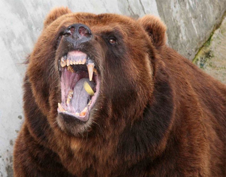 Statečný chlapec zachránil příbuzné před medvědem