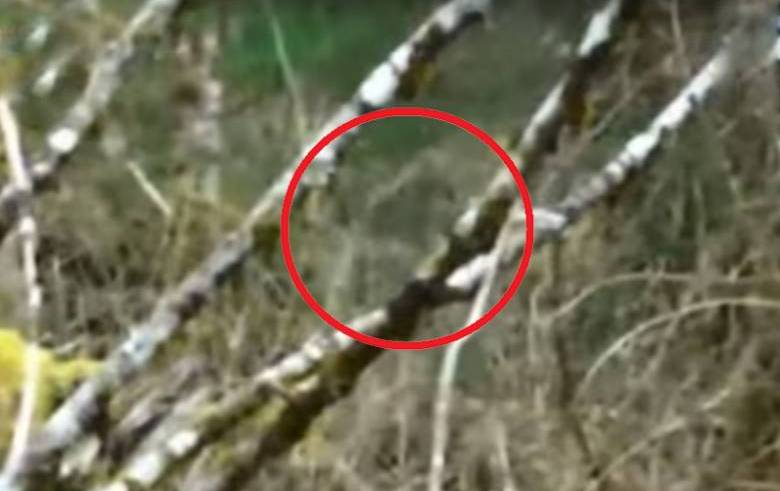 Bigfoot se může stát neviditelným