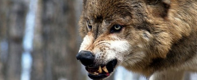 Psi nejsou potomky vlků