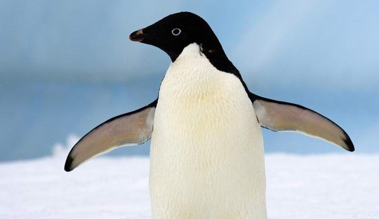 Inteligentní tučňák se stal hrdinou videa nabitého na akce