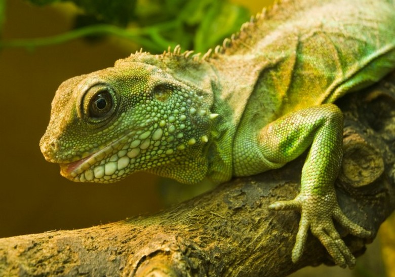 Vytvořil chameleonový nátěr pro vojenské vybavení a vojenský personál ruských ozbrojených sil