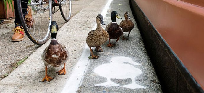 Ve Velké Británii se objevily speciální kachní skladby