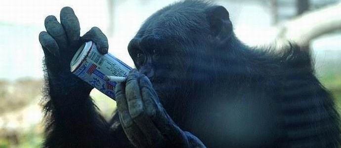 Alkoholici patří mezi šimpanzy