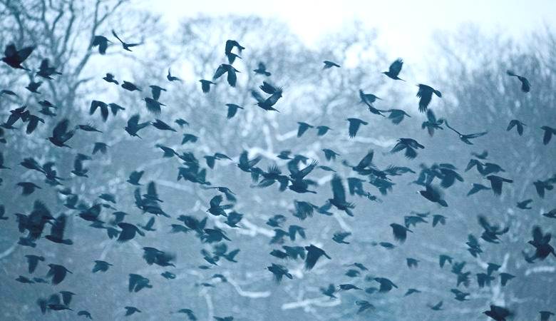 Hejno havranů obíhalo kolem UFO v Kalifornii.