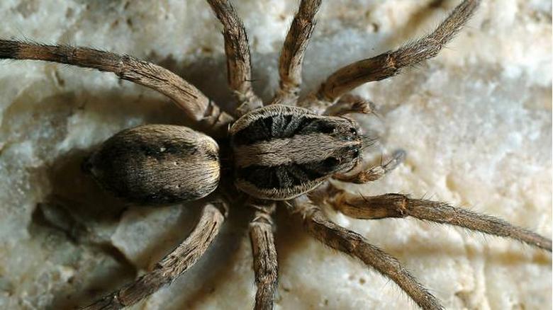 Stojí za to zabít pavouky?