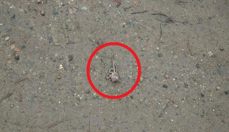 Podivný tvor přinesl do Veliky Novgorod déšť