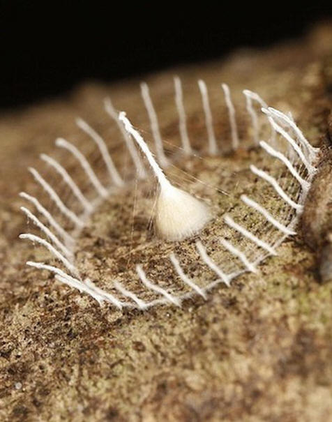 Podivná formace pavučin v amazonské džungli