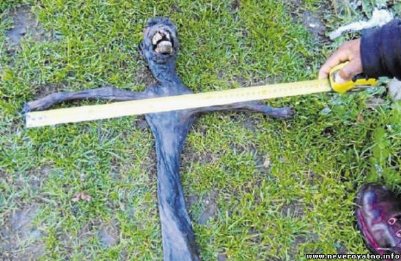 Podivné stvoření objevené v Jižní Africe