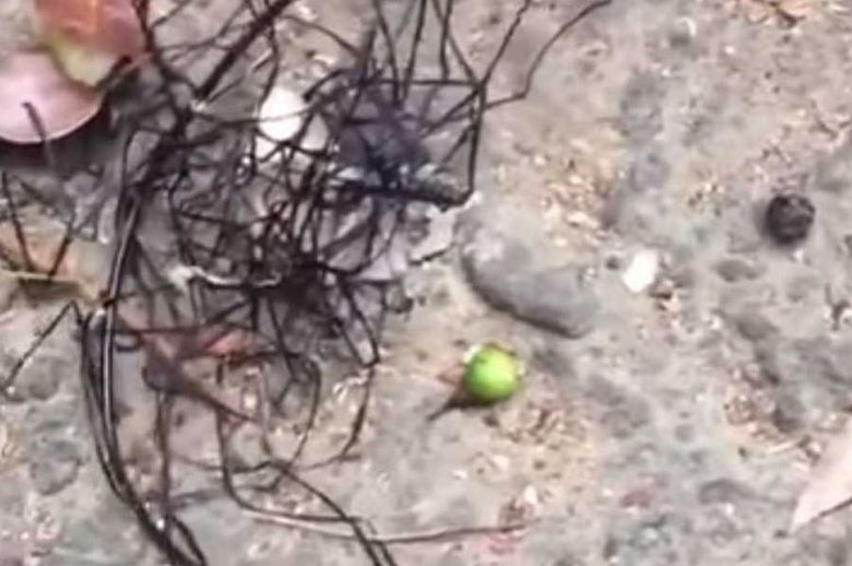 Podivné stvoření Tchaj-wanu, velmi podobné mimozemšťanům