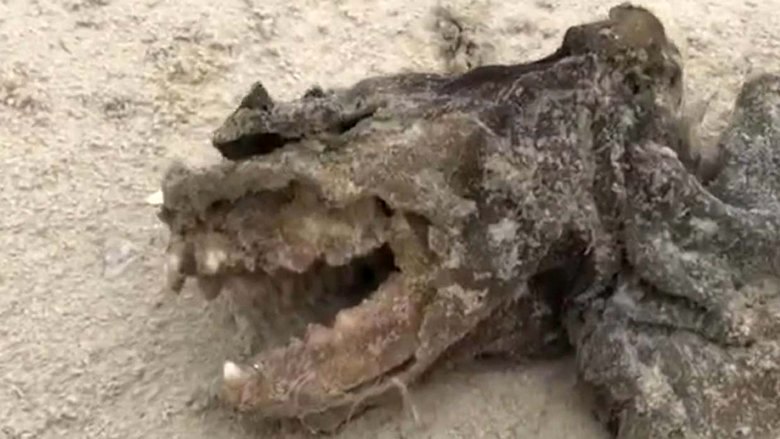 Podivné stvoření hodilo na Charleston Beach