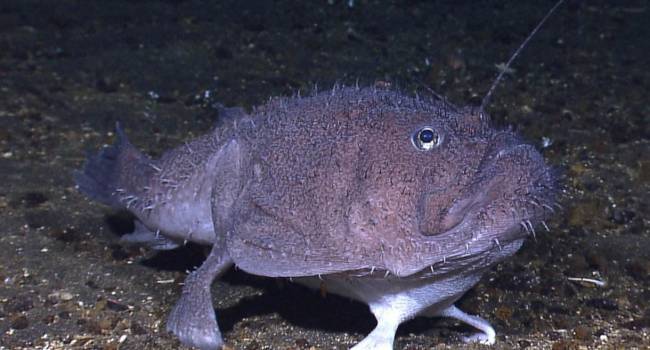Podivná ryba s nohama objevenými vědci