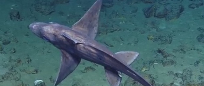 Strašní vědci vystrašení žraločí chimérou