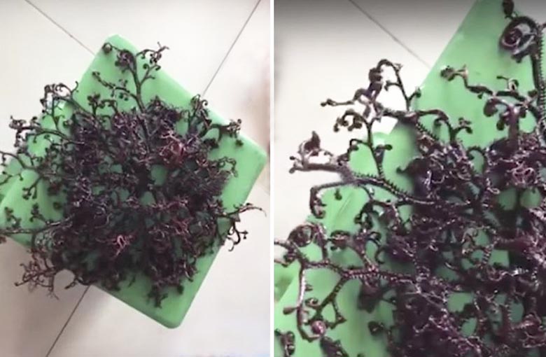 Stvoření neznámého původu nalezeno ve Vietnamu