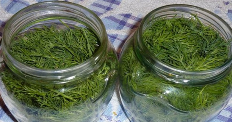 Čerstvý kopr lze v chladničce skladovat několik měsíců.