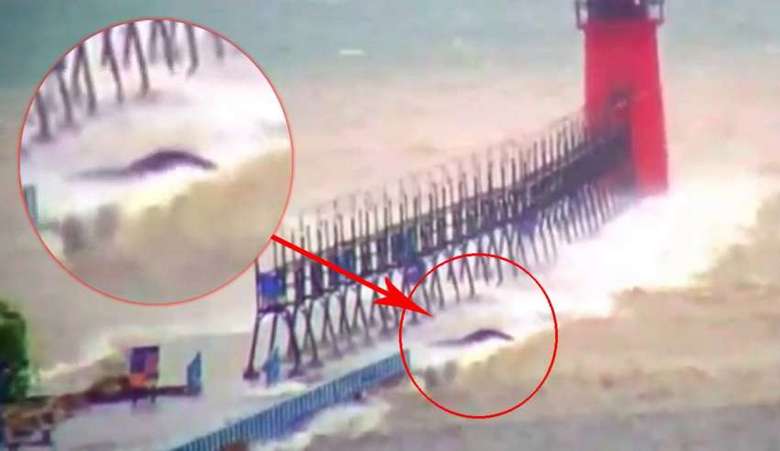 Tajemné stvoření objevené na Michiganském jezeře