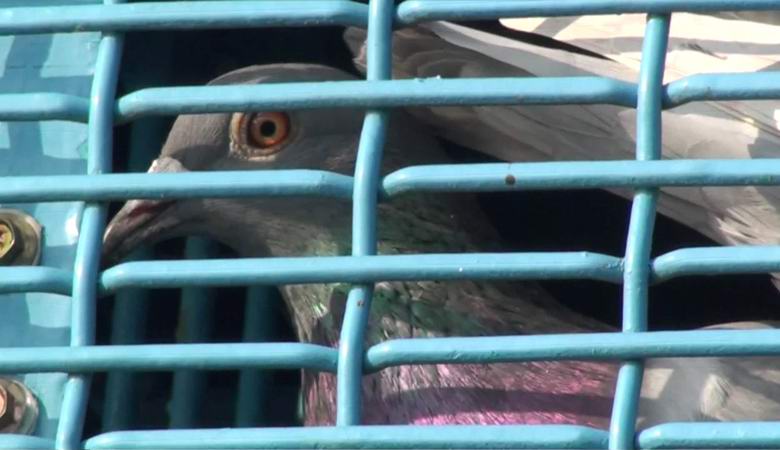 Tchaj-wanské holubí závody, ve kterých zemřou stovky tisíc ptáků, stále pobouřují svět.