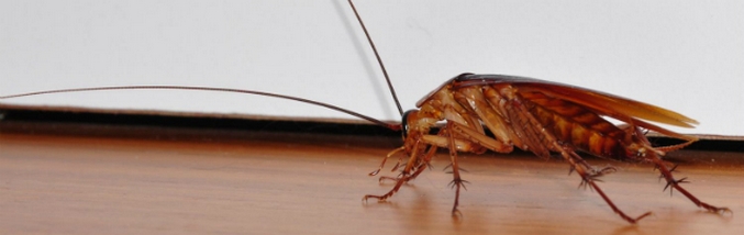 Šváb je tou osobou!