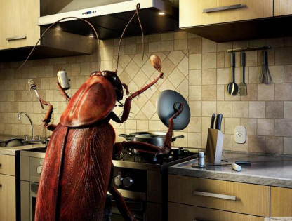 Švábi odcházejí?