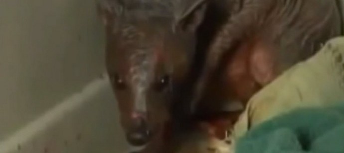 Nyní je Chupacabra v Altai Territory nekontrolovatelná.