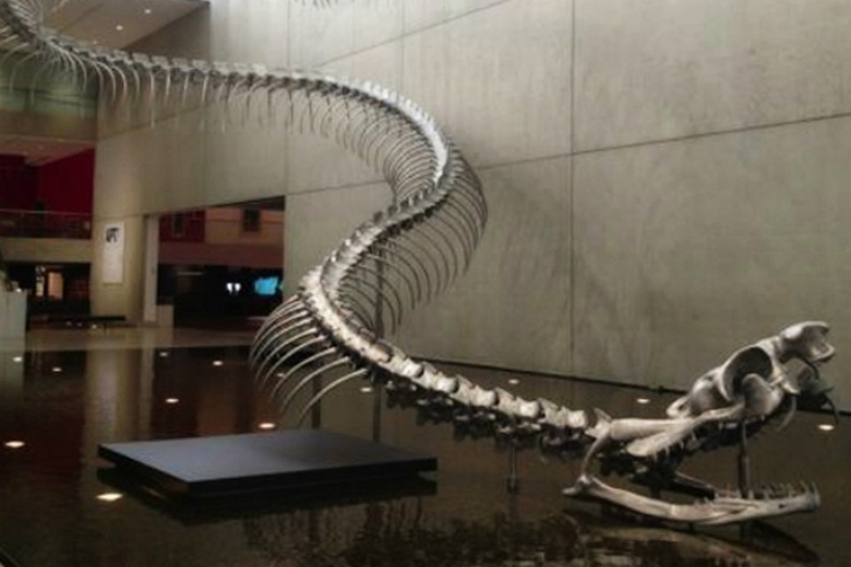 Titanoboa Tuna Morskeho Hada Informacni Portal O Ufo