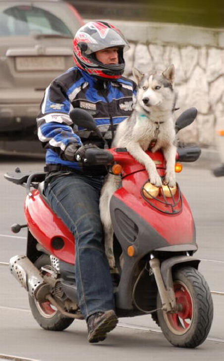 Pouze v Rusku (38 fotografií)