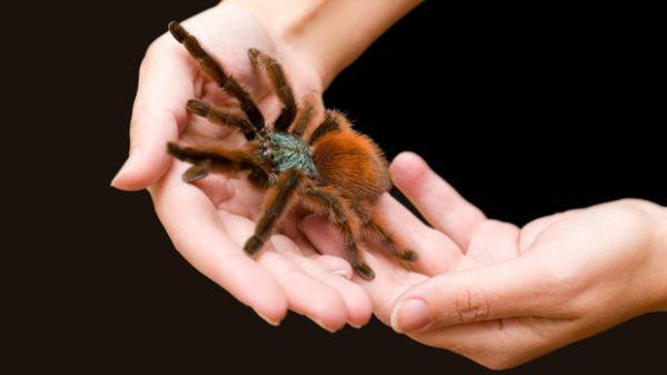 Pavouk se plazí po paži 