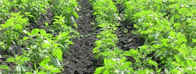 Jeruzalémský artyčok - produkt stoletců