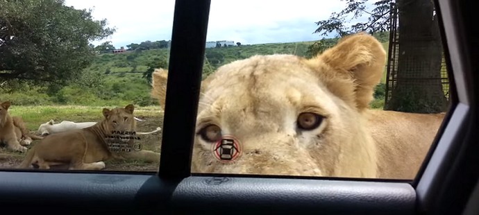 Turisté, dávejte si pozor na inteligentní zvířata!