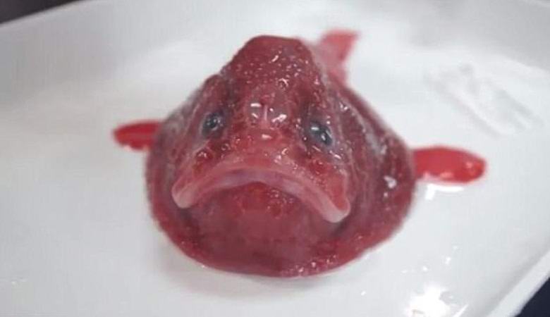 Neznámý pro vědecké stvoření nalezené u pobřeží Austrálie