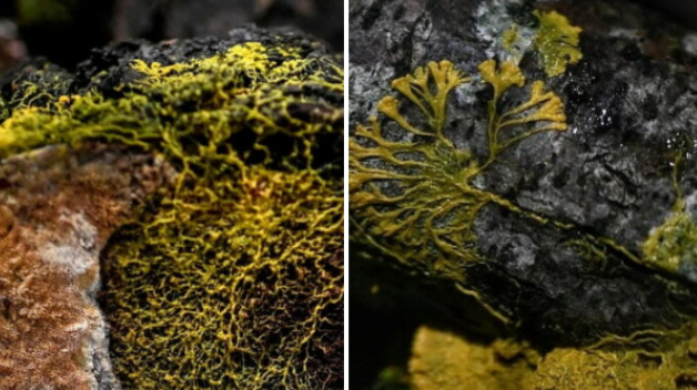 Vědci objevili tajemné samoléčivé stvoření.