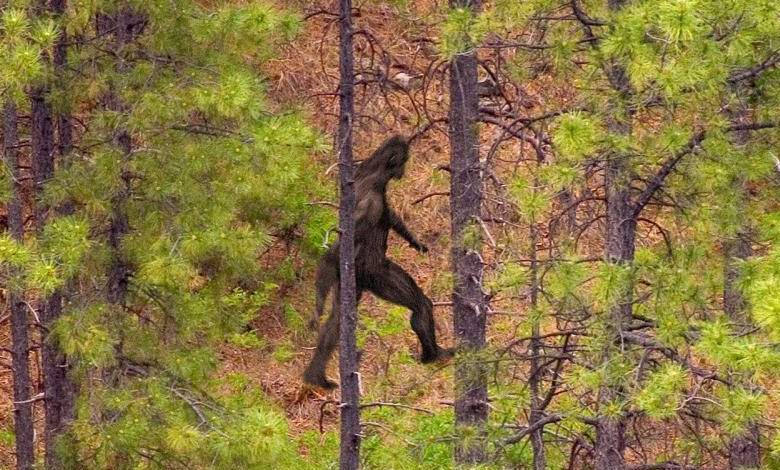 Vědci určili, kdo jsou sněhuláci.