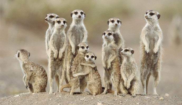 Vědci identifikovali nejohroženější zvíře