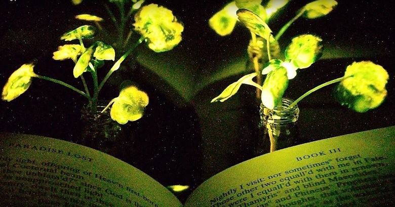 Vědci se blíží k vytváření světelných rostlin